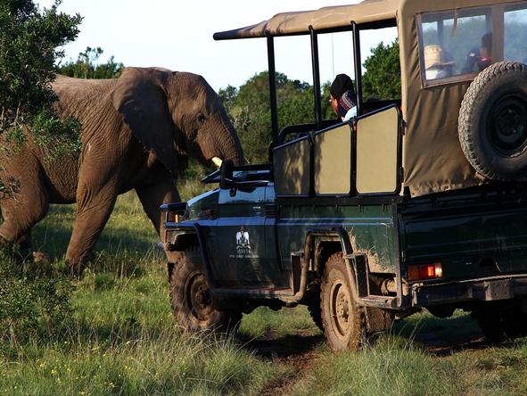 Sibuya Forest Camp - Game Drive 